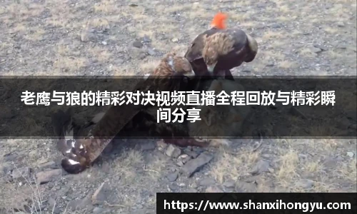 老鹰与狼的精彩对决视频直播全程回放与精彩瞬间分享
